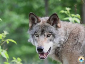 Reward Raised to $10K for Information About Killer of Washington Gray Wolf