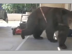 Crawlspace Comfort Bear Takes Over California Home and Unwinds by the Pool