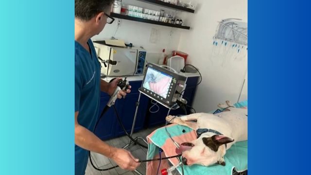 Florida Dog Rescued from Hurricane Milton Triumphs Over Cancer and Major Health Scares