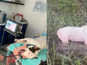 Florida Dog Rescued from Hurricane Milton Triumphs Over Cancer and Major Health Scares