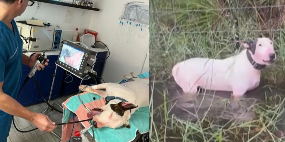 Florida Dog Rescued from Hurricane Milton Triumphs Over Cancer and Major Health Scares