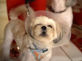 South Florida Pet Owner Alleges Groomer’s Negligence Led to Dog’s Blindness!