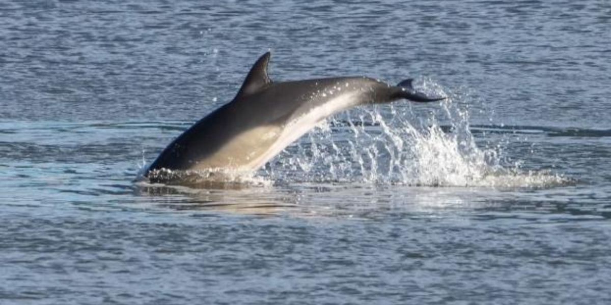 Wildlife Wonder Dolphins Spotted in NYC’s East River for the First Time in Years
